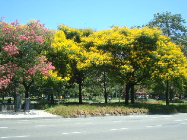 黄色とピンクの木.JPG